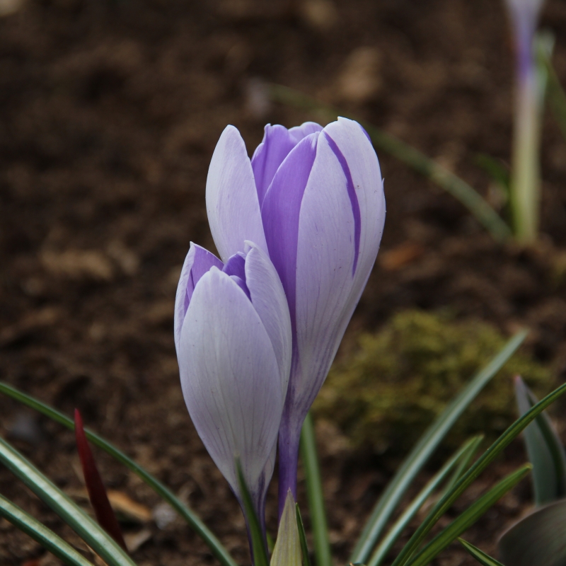 Crocus Vernus Vanguard