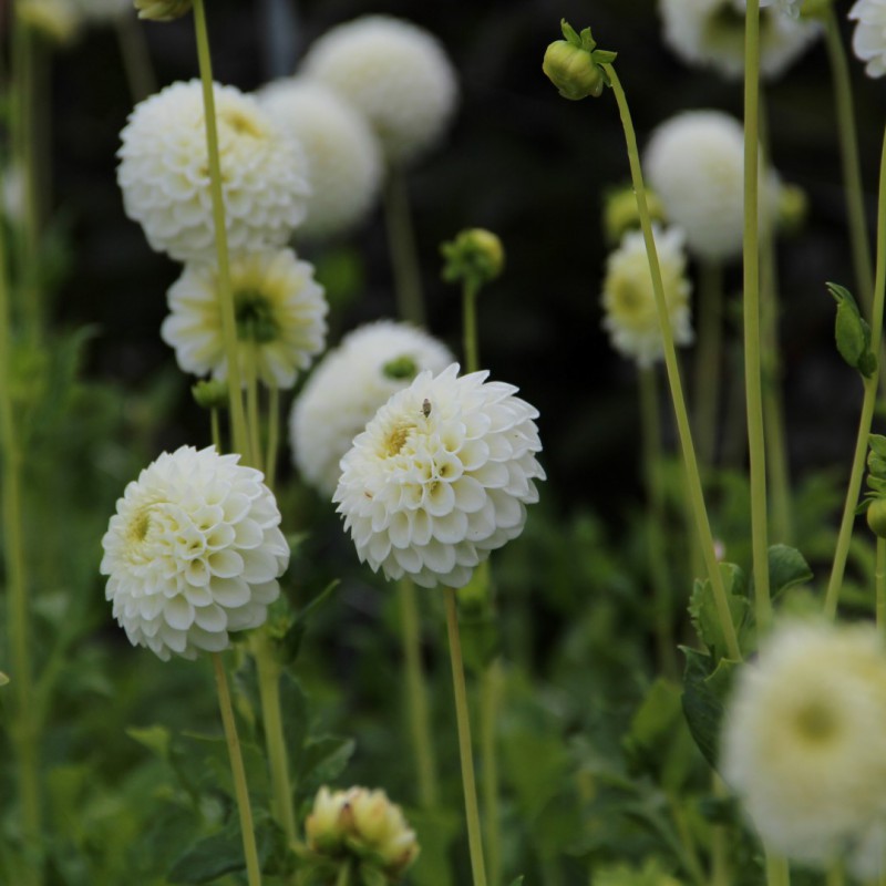 Dahlia 'Ryecroft Jan'