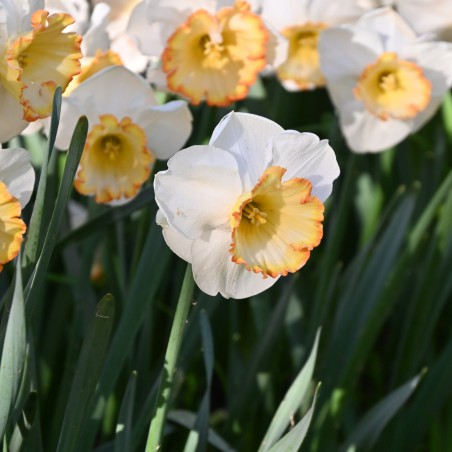 Narcissus Hawaiian Skies