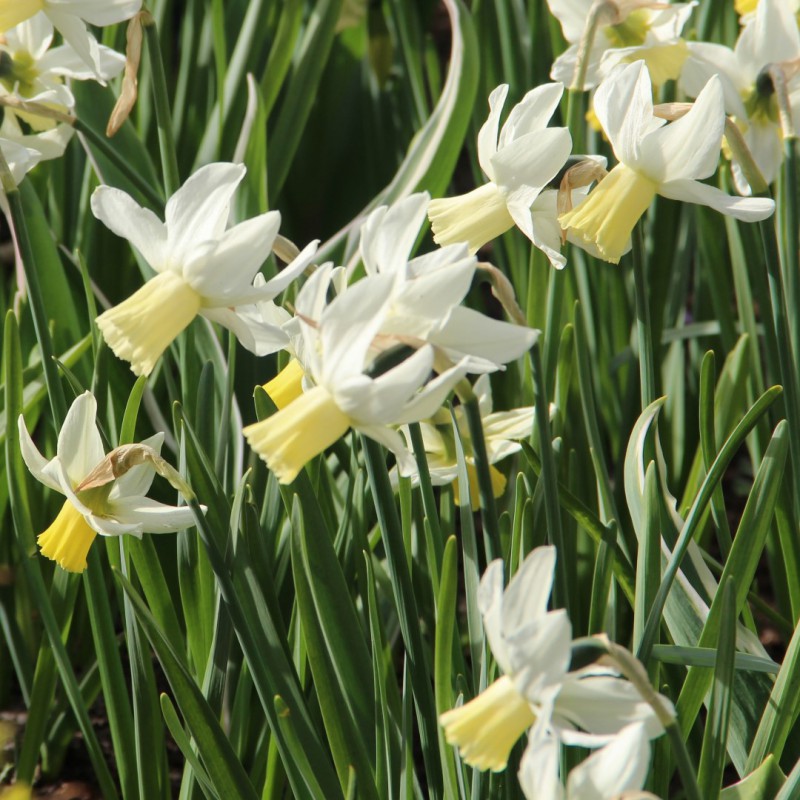 Narcissus Jenny