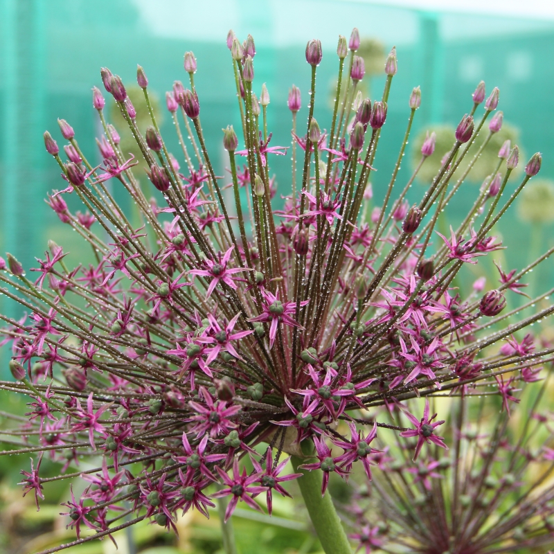 Allium, largeflowered