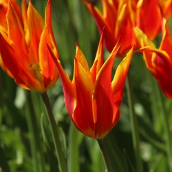 Tulipa 'Fly Away'®