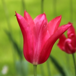 Tulipa 'Mariette'