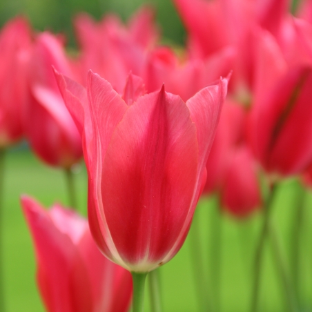 Tulipa 'Mariette'