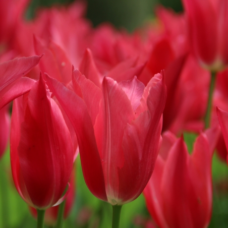 Tulipa 'Mariette'