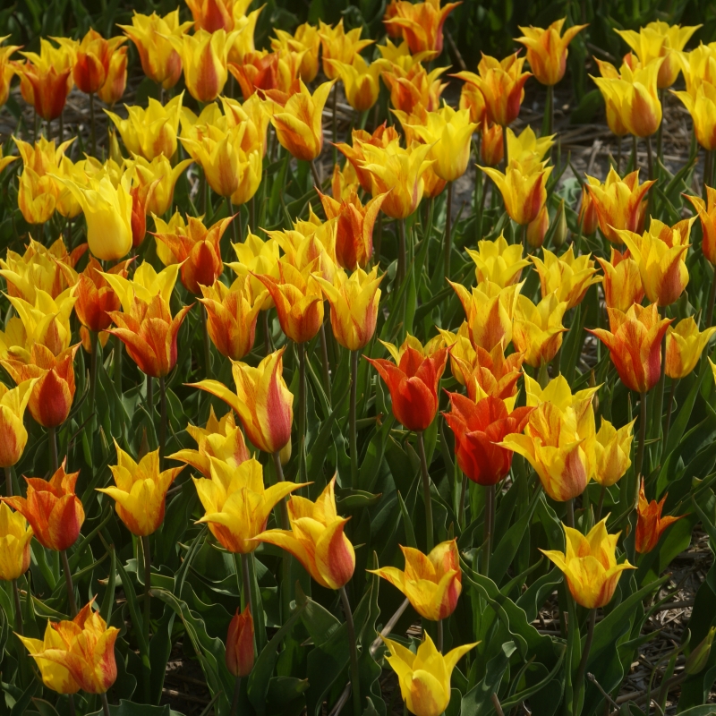 Tulipa 'Vendee Globe'