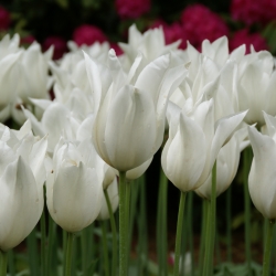 Humphreys Garden Tulip Tulipán Lily White Triumphator x 100 Bulbs bulbos Size 10/11 