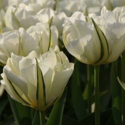 Tulipa 'Exotic Emperor'®