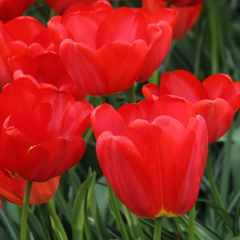 Tulipa 'Parade'