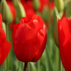 Tulipa 'Lalibela'