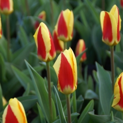 Tulipa 'Stresa'