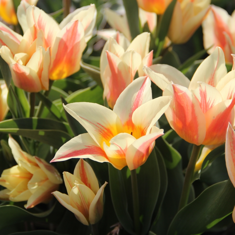 Tulipa 'Quebec'