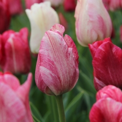 Tulipa 'Hemisphere '