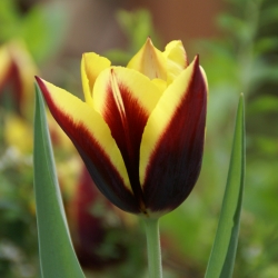 Tulipa 'Gavota'