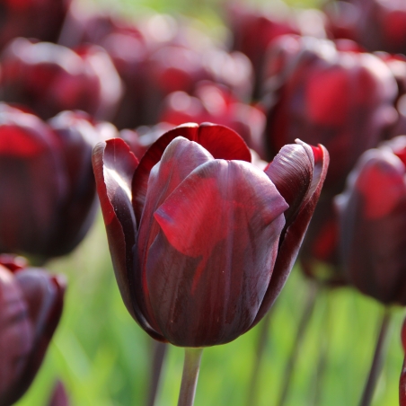 Tulipa 'Continental'