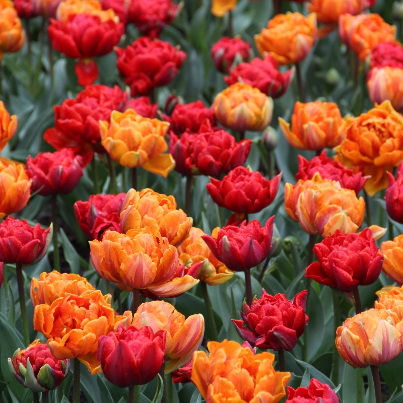 Tulipa 'Orange Princess'