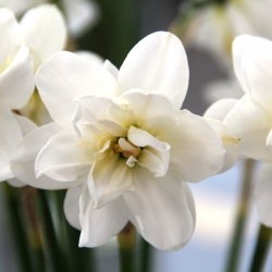 Narcissus 'Albus Plenus...