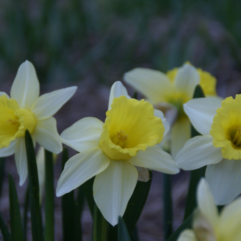 Narcissus 'February Silver'