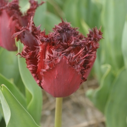 Tulipa 'Labrador'