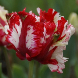 Tulipa 'Estella Rijnveld'