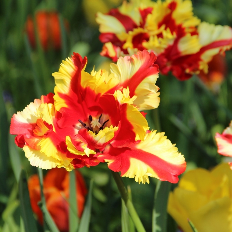 Tulipa 'Flaming Parrot'