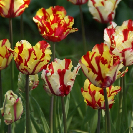 Tulipa 'Flaming Parrot'