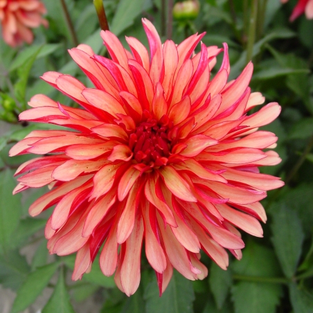 Dahlia 'Gallery Art Deco'