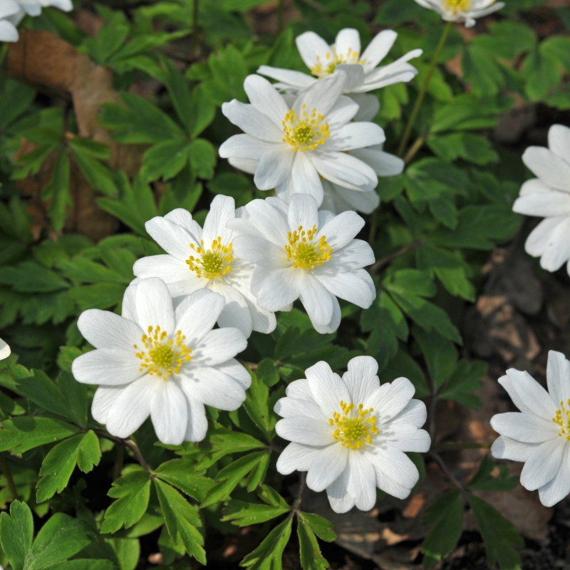 Resultado de imagen de Anemone nemorosa