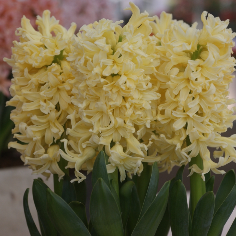 Hyacinthus 'Yellow Queen'