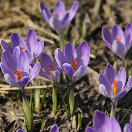 Crocus vernus 'Vanguard'