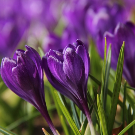 Crocus tommasinianus 'Ruby Giant'