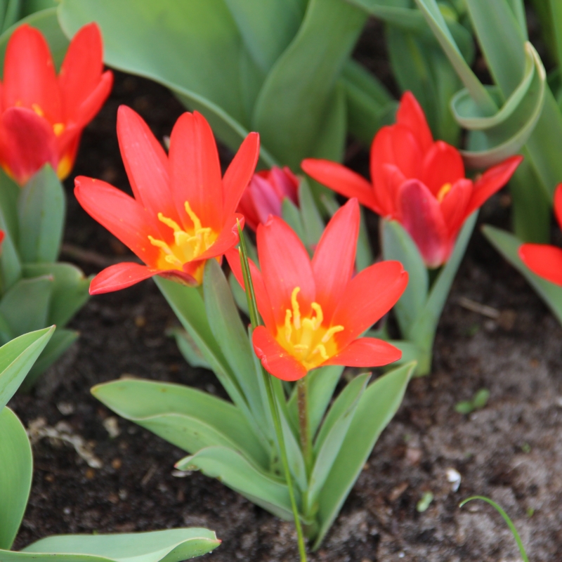 Tulipa 'Scarlet Baby'