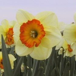 Narcissus 'Velasques'