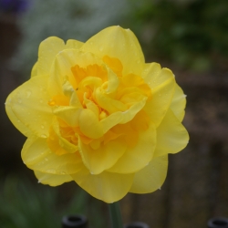 Narcissus 'Sherborne'