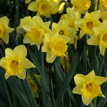 Narcissus 'Rijnvelds Early Sensation'