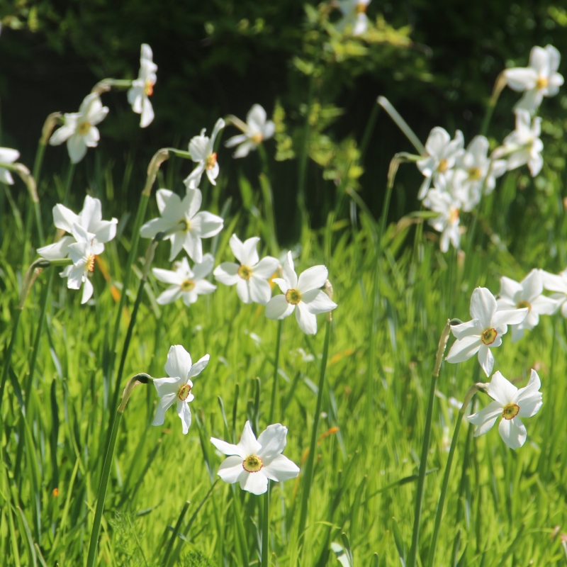 Narcissus poeticus var. recurvus