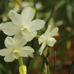 Narcissus 'Petrel'