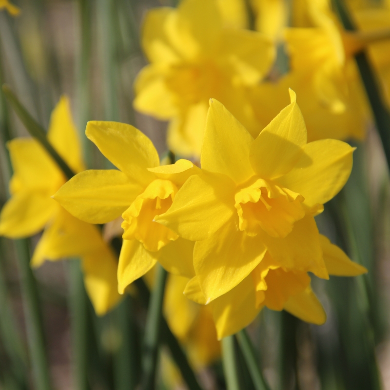 Narcissus, species, wild variants and wild hybrids daffodils