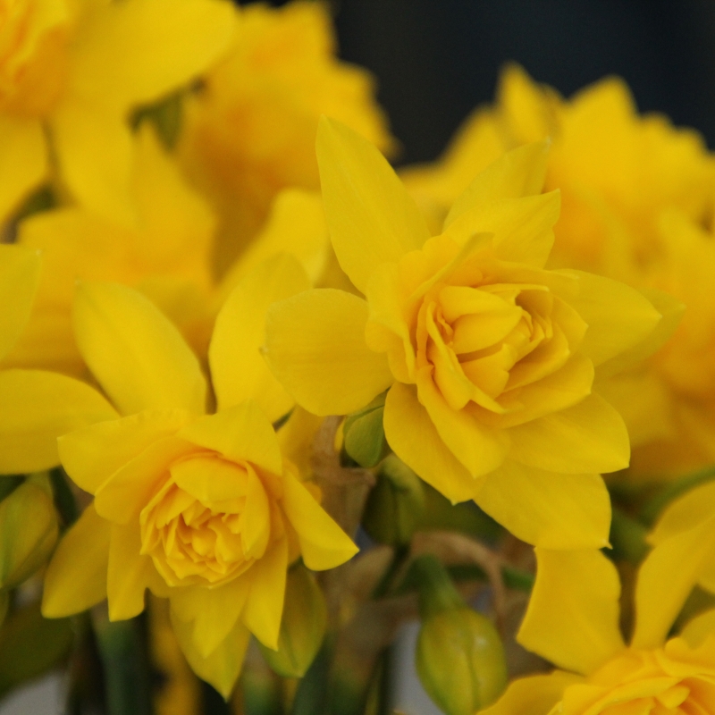 Narcissus odorus 'Plenus'