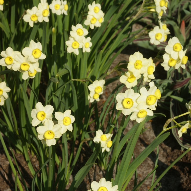 Narcissus 'minnow'