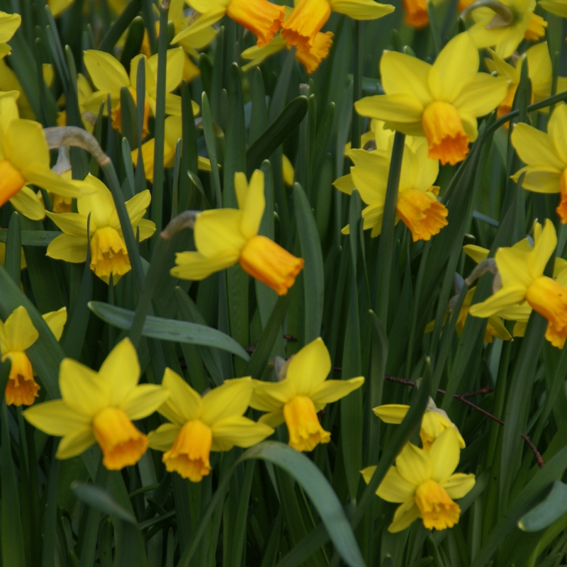 Narcissus 'Jetfire'