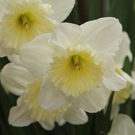 Narcissus 'Ice Follies'