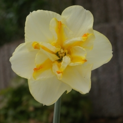 Narcissus 'Donaupark'