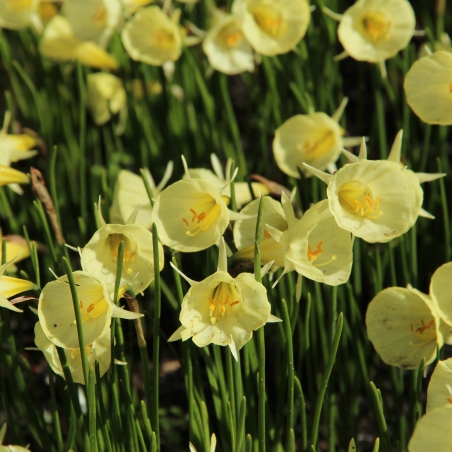 Narcissus 'Spoirot'