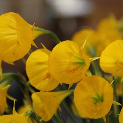 Narcissus 'Oxford Gold'®