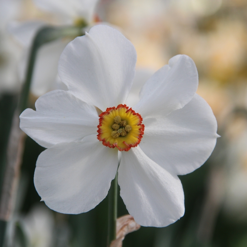 Narcissus 'Actaea'