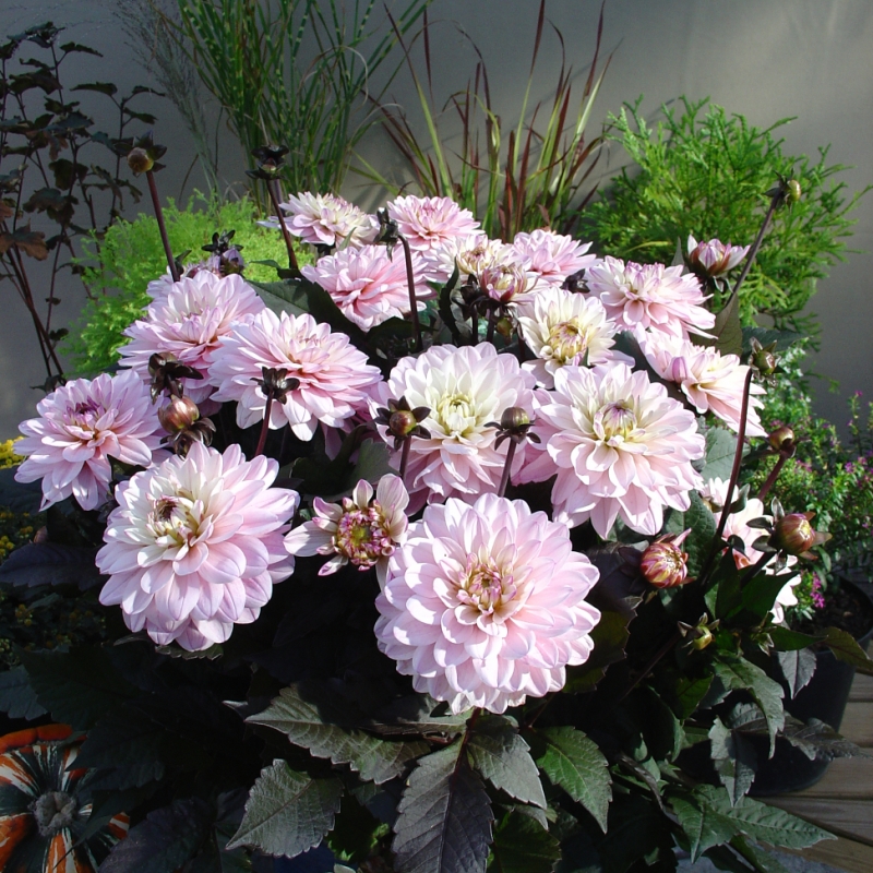 Dahlia 'Melody Harmony'