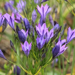 Triteleia laxa 'Koningin...