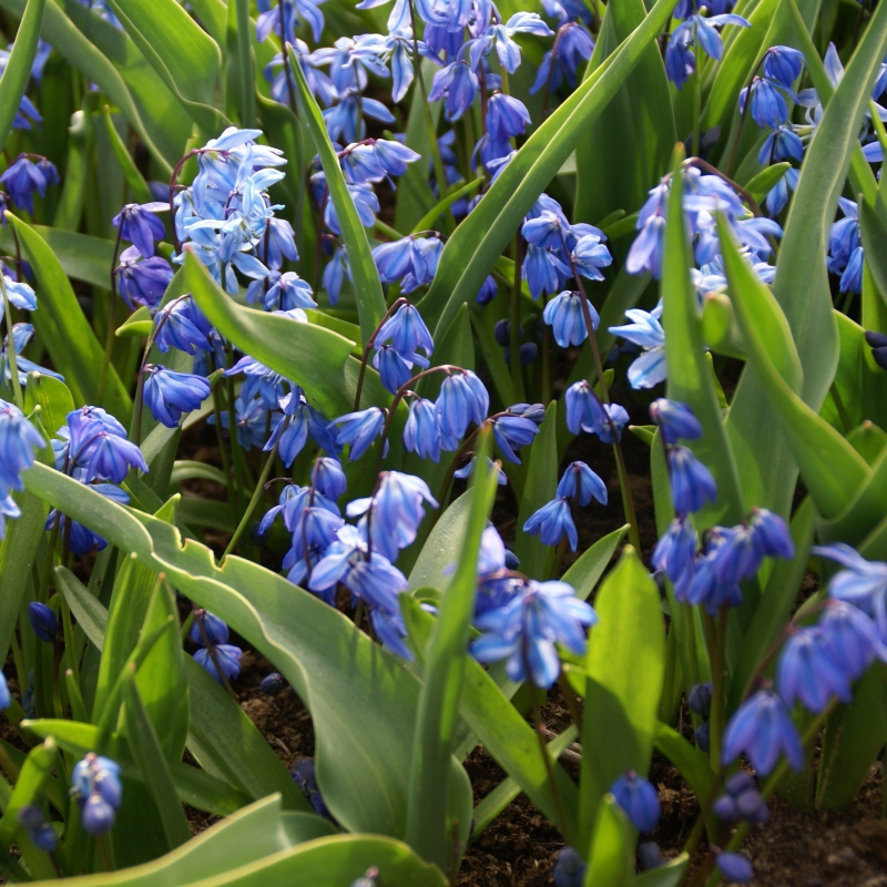 Scilla siberica