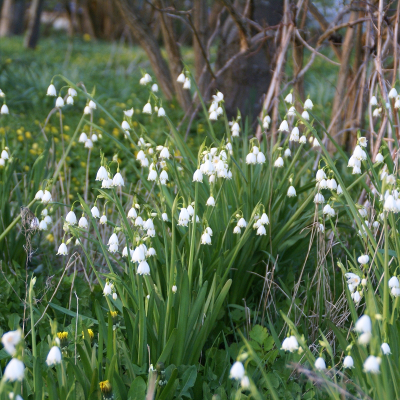 Leucojum aestivum 'Gravetye Giant'